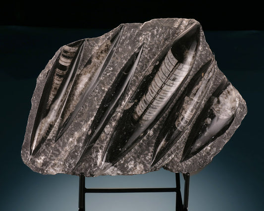 Orthoceras Plate w/ Stand