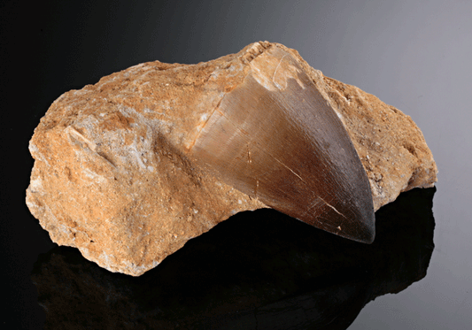 Mosasaur Tooth