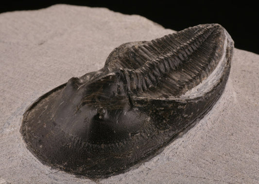 Trilobite Aristoharpes