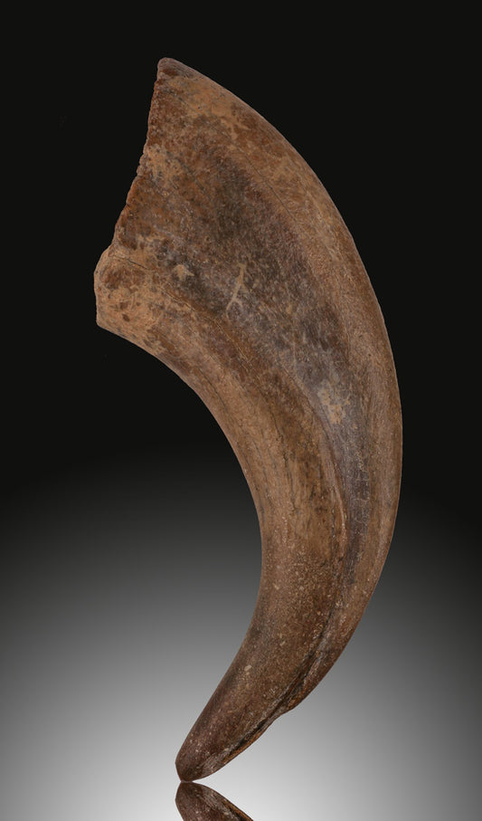 Raptor Claw