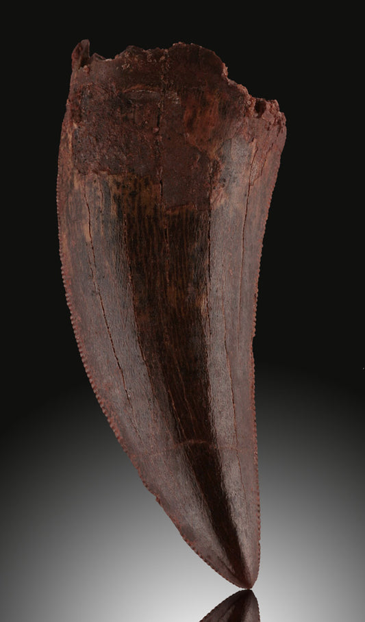 Rare! Deltadromeus agilis Tooth