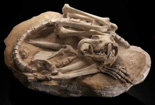 Dinictis Mortality Plate / From Our Museum