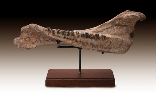 20" Long Triceratops Jaw Section