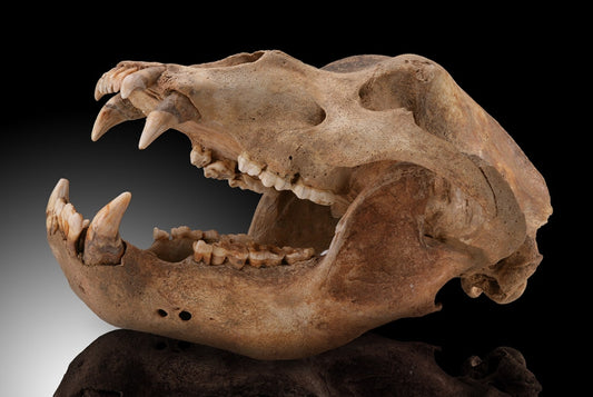 Cave Bear Skull