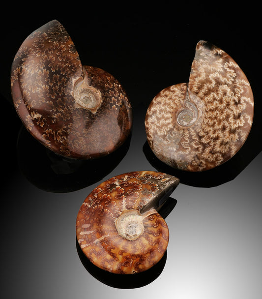 2-3" Whole Ammonite (Best Available)