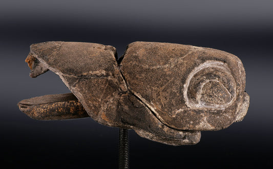 Placoderm / "Armored Fish"