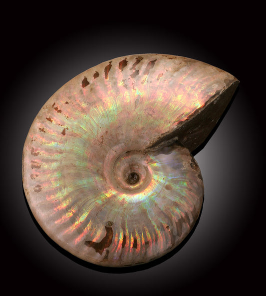 Iridescent Ammonite