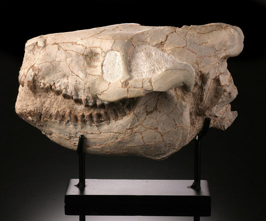 Oreodont Skull