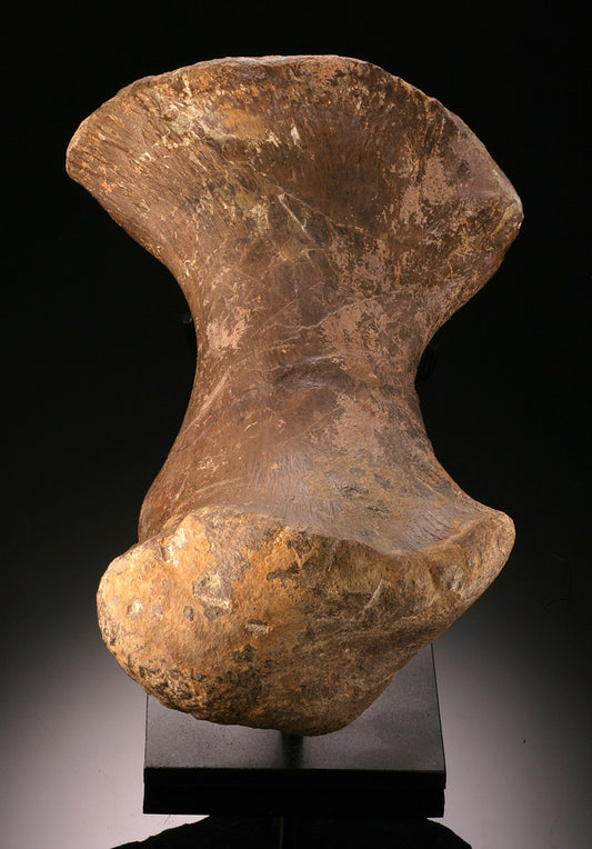 Ankylosaurus Toe Bone (with stand)