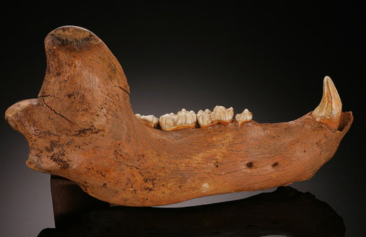 11" Cave Bear Jaw