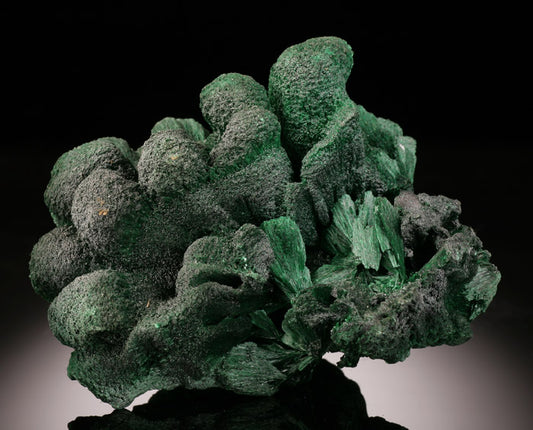 Velvet Malachite