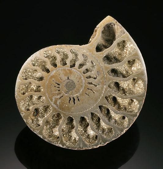 Pyritized Ammonite - Volga River, Russia