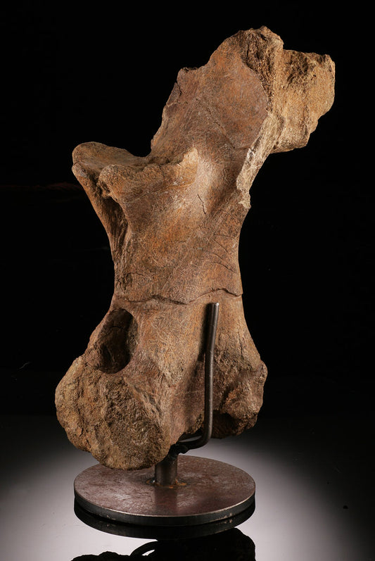 Triceratops Vertebrae Process with Neural Canal (with stand)
