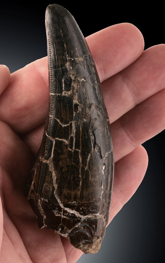 4-1/2" long Tyrannosaurus Rex Tooth