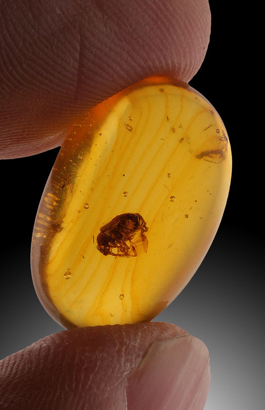 Amber with Insect Inclusion