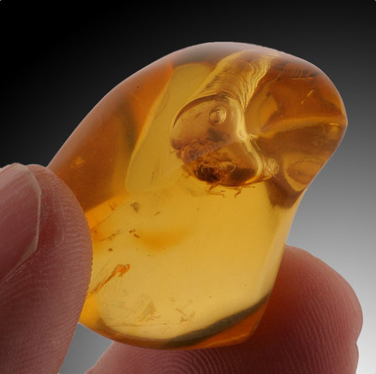 Amber with Enhydro / Termite