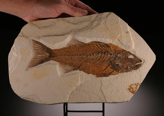 Mioplosus Fossil Fish (with stand)