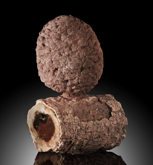 Pine Cone on Petrified Wood Branch