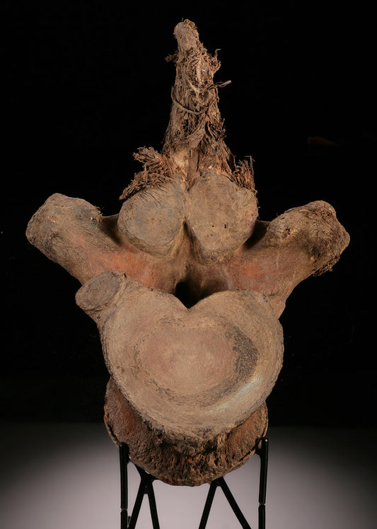 Wooly Mammoth Vertebra With Tissue
