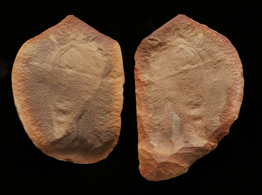 Tullimonstrum gregarium, Tully Monster Pair
