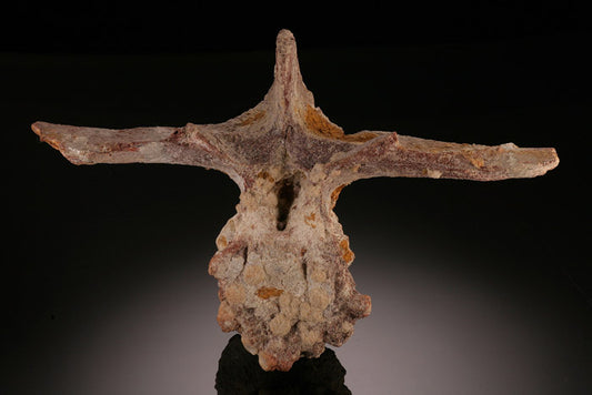 Spinosaurus Vertebrae, Morocco