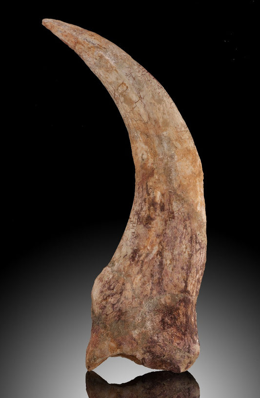 Spinosaurus Claw
