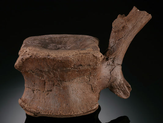 Edmontosaurus Annectus Caudal Vertebrae (Tail Bone)