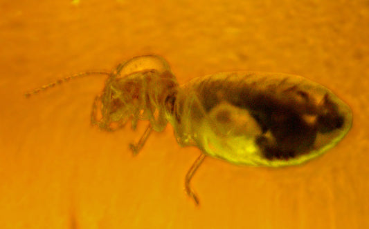 Amber with Insect & Eggs