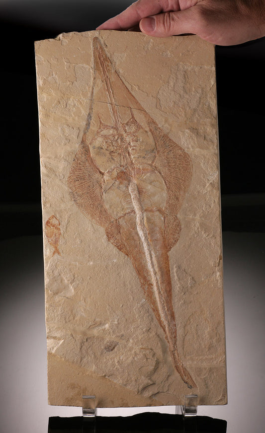 Rhinobatos maronita (Guitar fish) with Nematonotus Longispinus