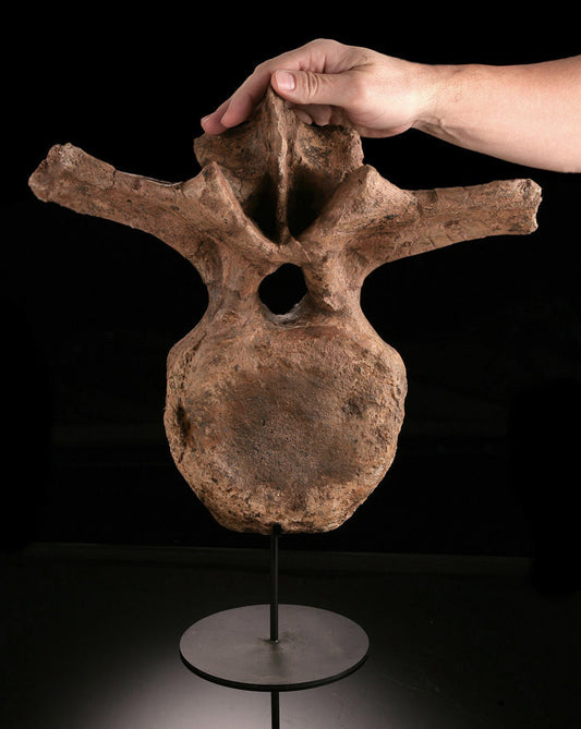 Triceratop Vertebrae