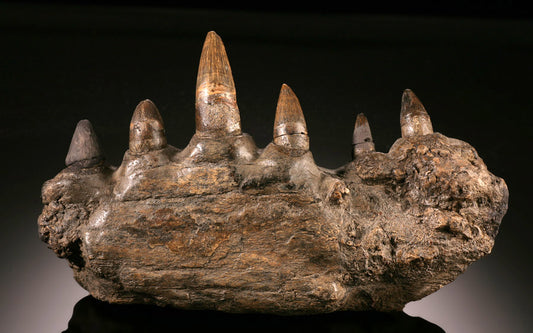 Crocodile Jaw with Teeth