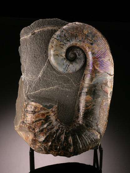 Ammonite Acrioceras Heteromorph