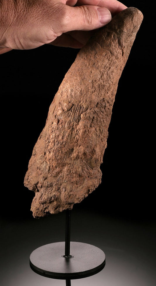 Juvenile Triceratops Horn