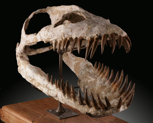 Elasmosaurus Skull