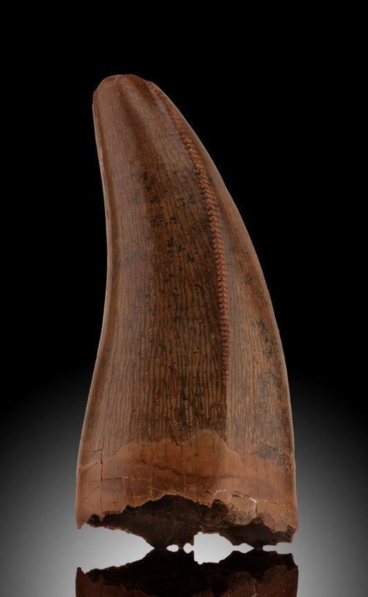 Tyrannosaurus rex tooth